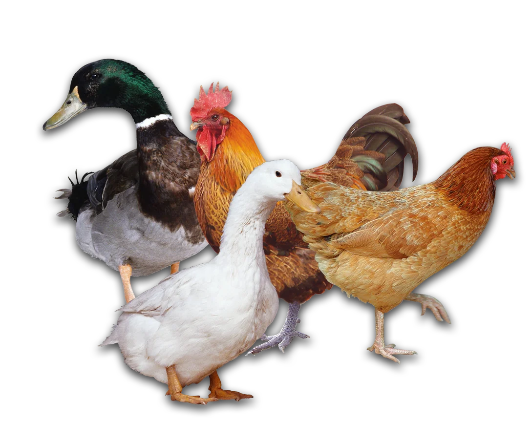 Animals