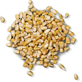 Porumb