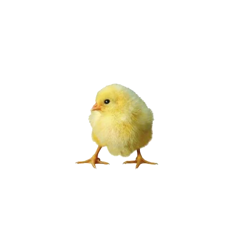 Pui o zi